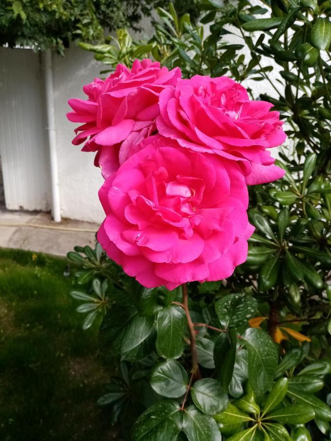 Le Flamant Rose Bed & Breakfast Salin-de-Giraud Exterior foto