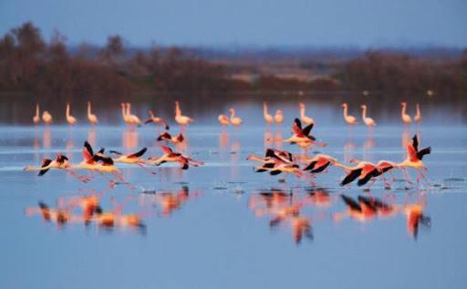 Le Flamant Rose Bed & Breakfast Salin-de-Giraud Exterior foto